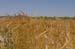 farm